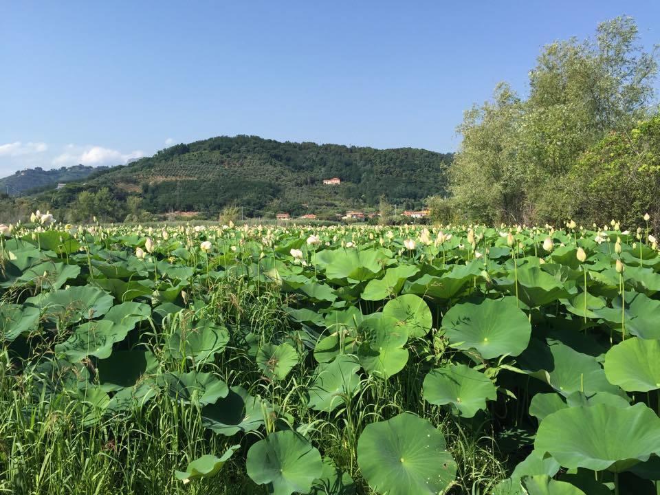 Cecco Di Nara Otel Massarosa Dış mekan fotoğraf